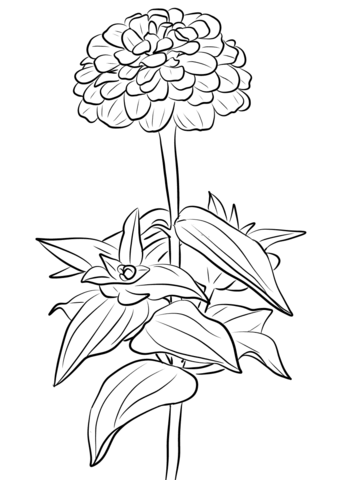 Elegant Zinnia Coloring Page